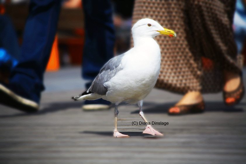 15_IMG_8668